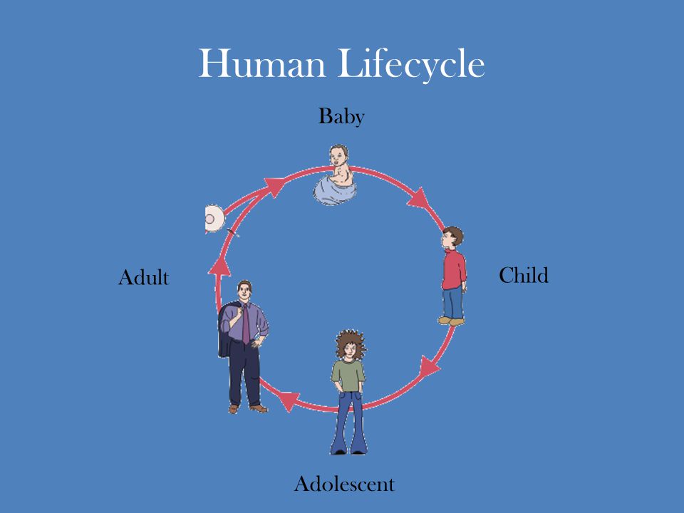 Human Lifecycle Baby Adult Child Adolescent
