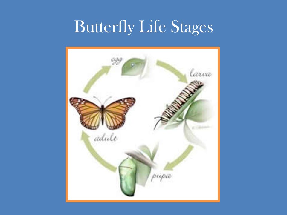 Butterfly Life Stages