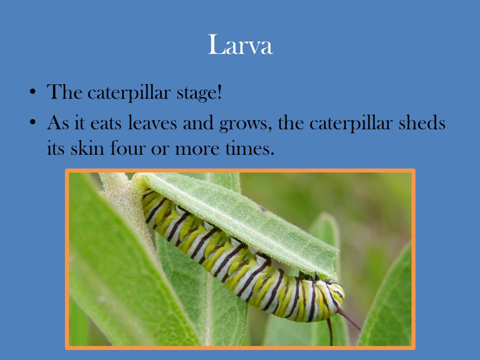 Larva The caterpillar stage!