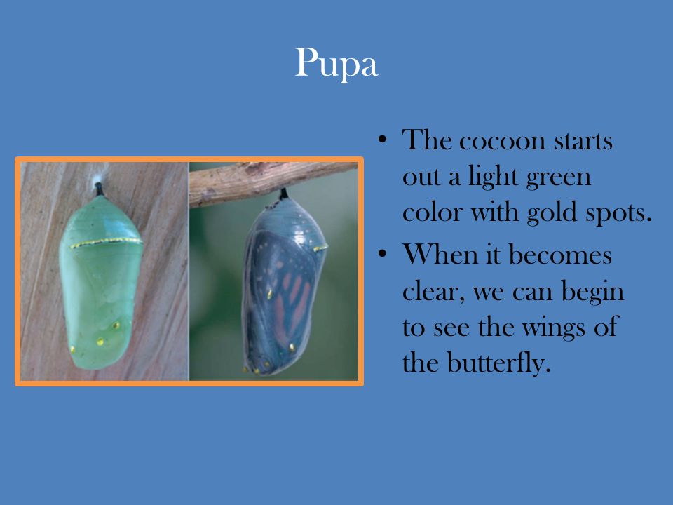 Pupa The cocoon starts out a light green color with gold spots.