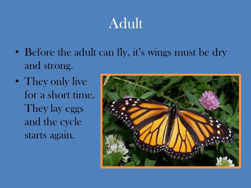 Adult Before the adult can fly, it’s wings must be dry and strong.