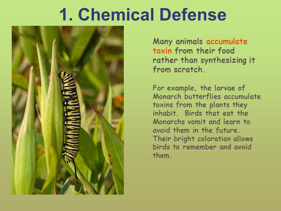Animal Adaptations. - ppt video online download