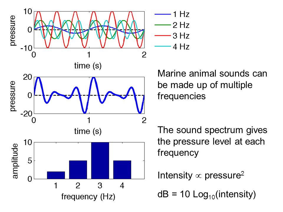 Marine animal sounds can be made up of multiple frequencies