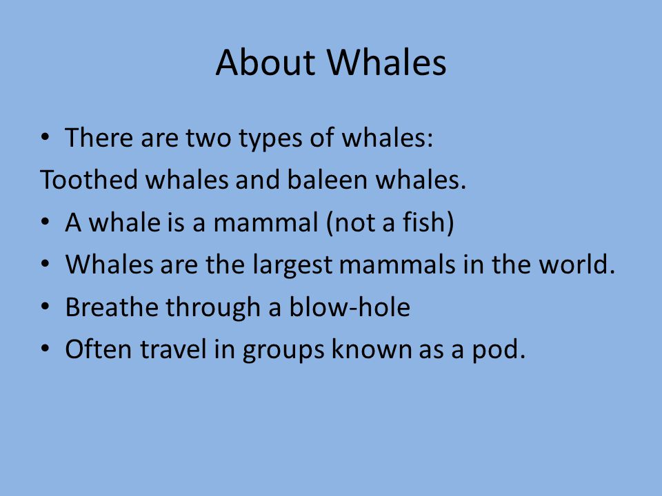 About Whales There are two types of whales: