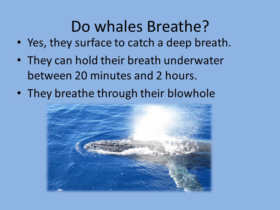 Do whales Breathe Yes, they surface to catch a deep breath.