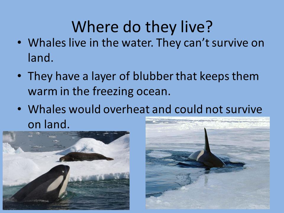 Where do they live Whales live in the water. They can’t survive on land. They have a layer of blubber that keeps them warm in the freezing ocean.