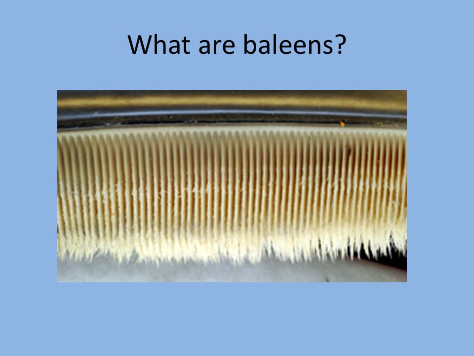 What are baleens