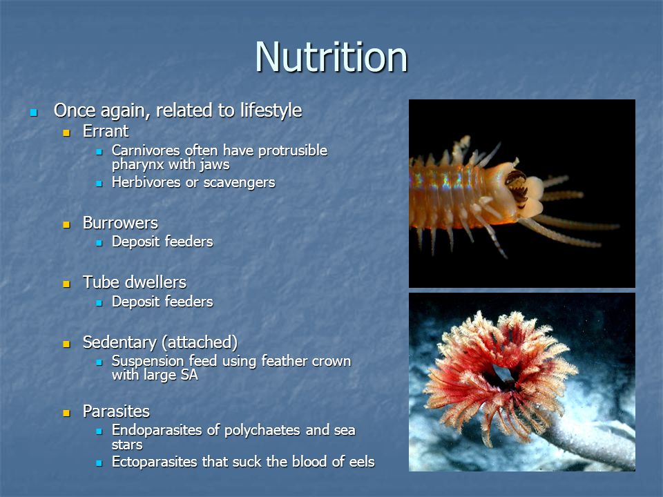 Biology 320 Invertebrate Zoology Fall ppt video online download