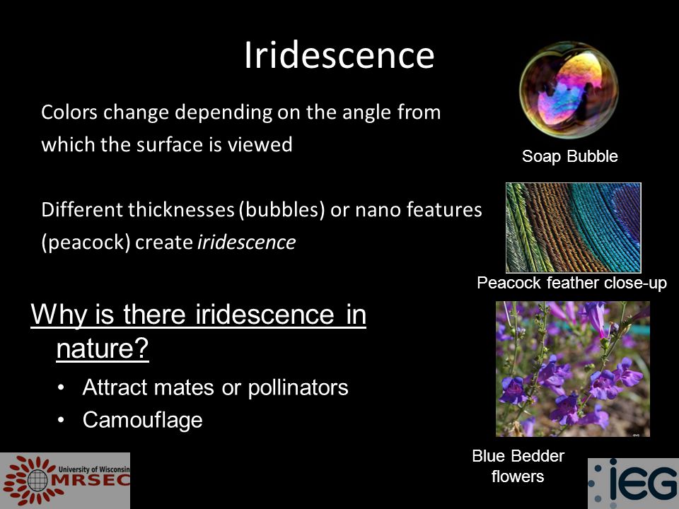 Iridescence Why is there iridescence in nature