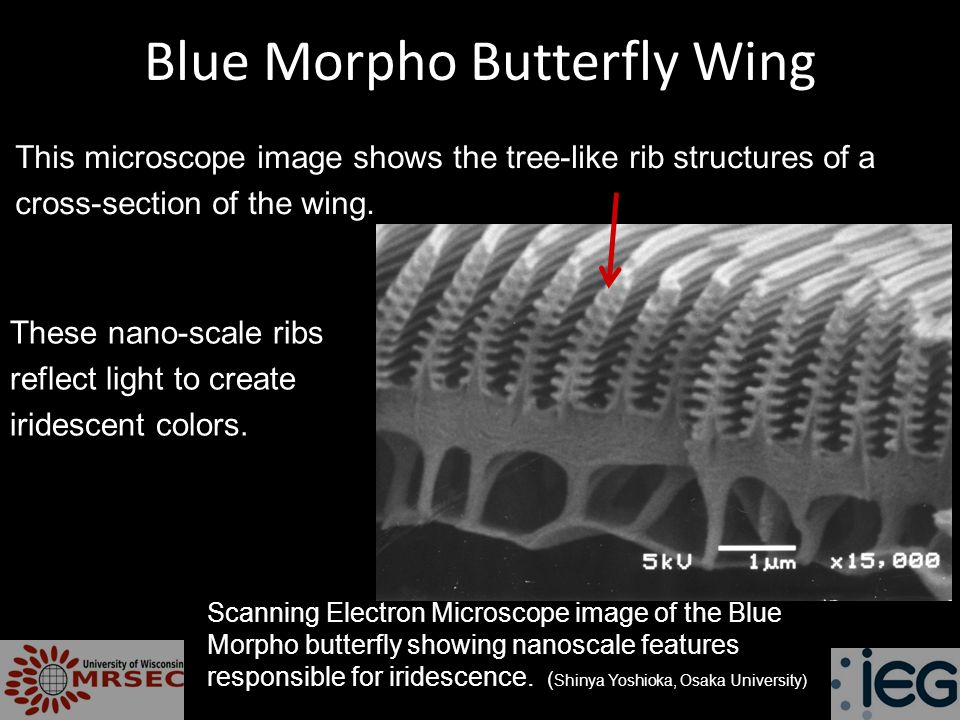 Blue Morpho Butterfly Wing