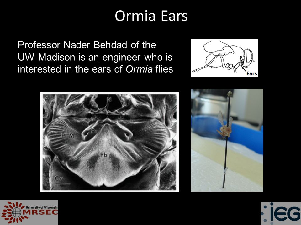 Ormia Ears Professor Nader Behdad of the UW-Madison is an engineer who is interested in the ears of Ormia flies.