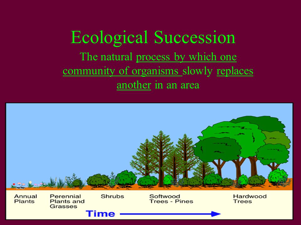 Types of natural. Ecological succession. Succession ecology. Environmental succession. Types of ecological succession.