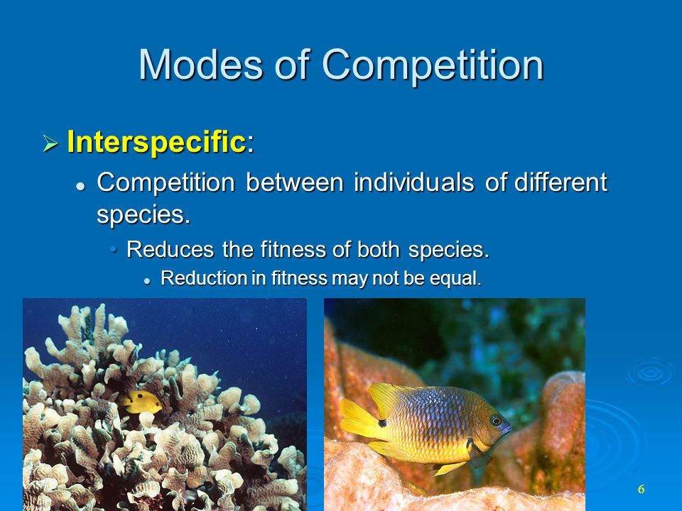 Intraspecific Competition Examples