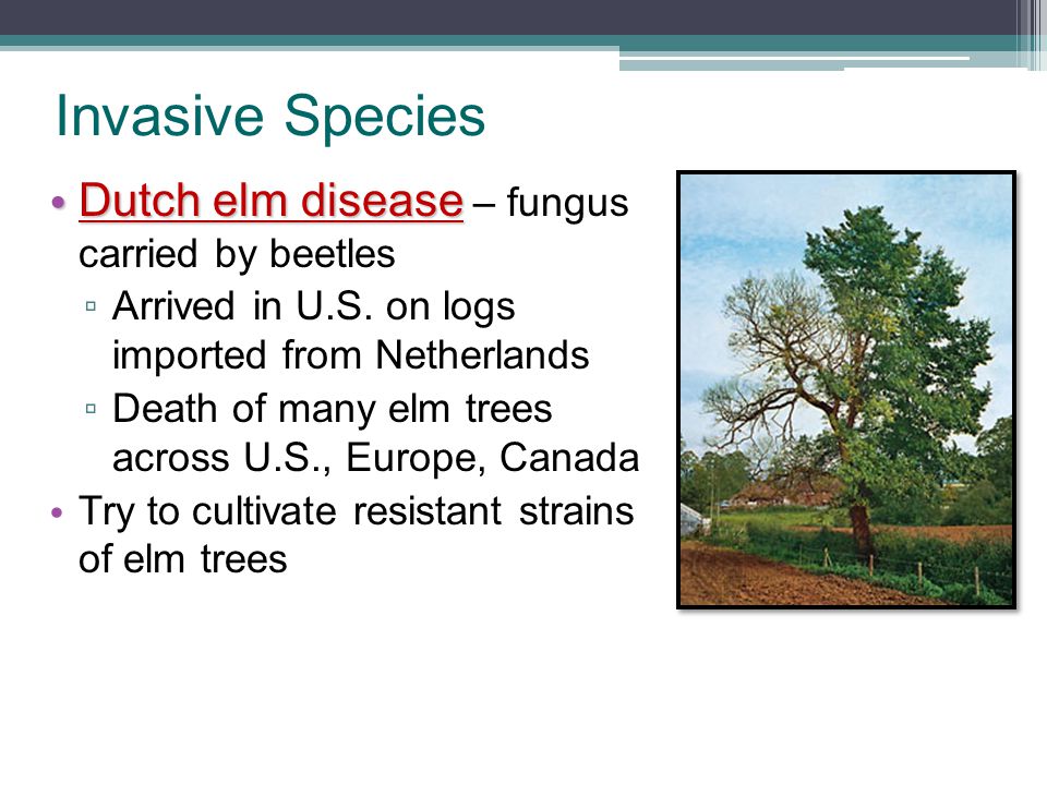 Invasive Species Dutch elm disease – fungus carried by beetles