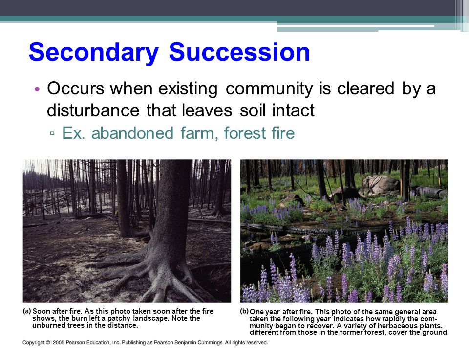 Secondary Succession Occurs when existing community is cleared by a disturbance that leaves soil intact.