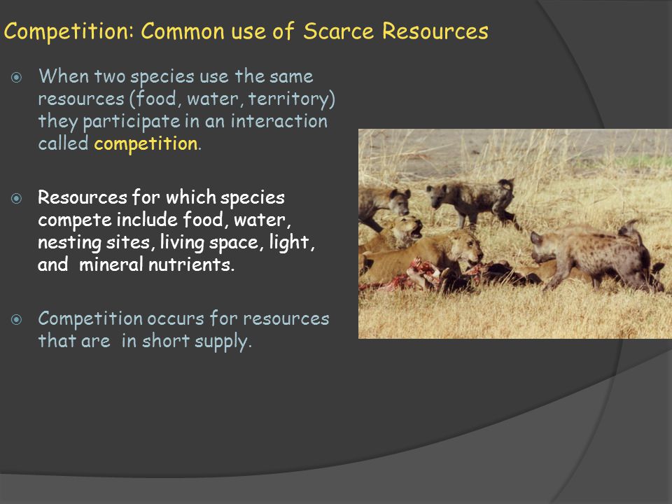 competition between animals over food