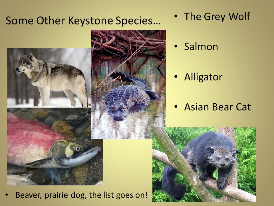 Some Other Keystone Species…