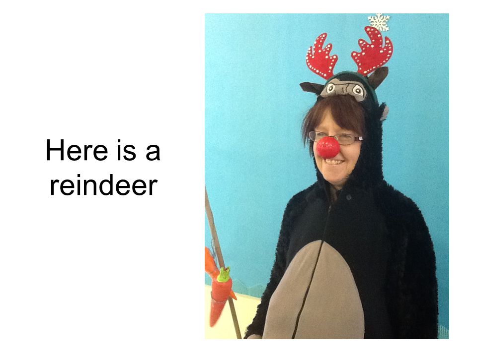 Here is a reindeer