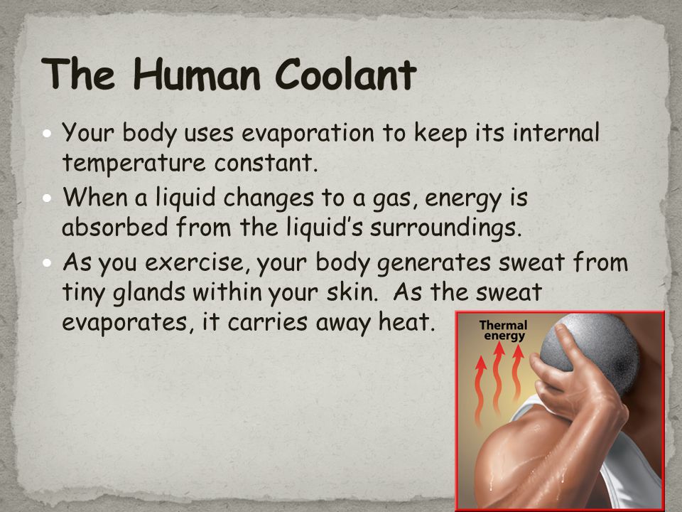 The Human Coolant Your body uses evaporation to keep its internal temperature constant.