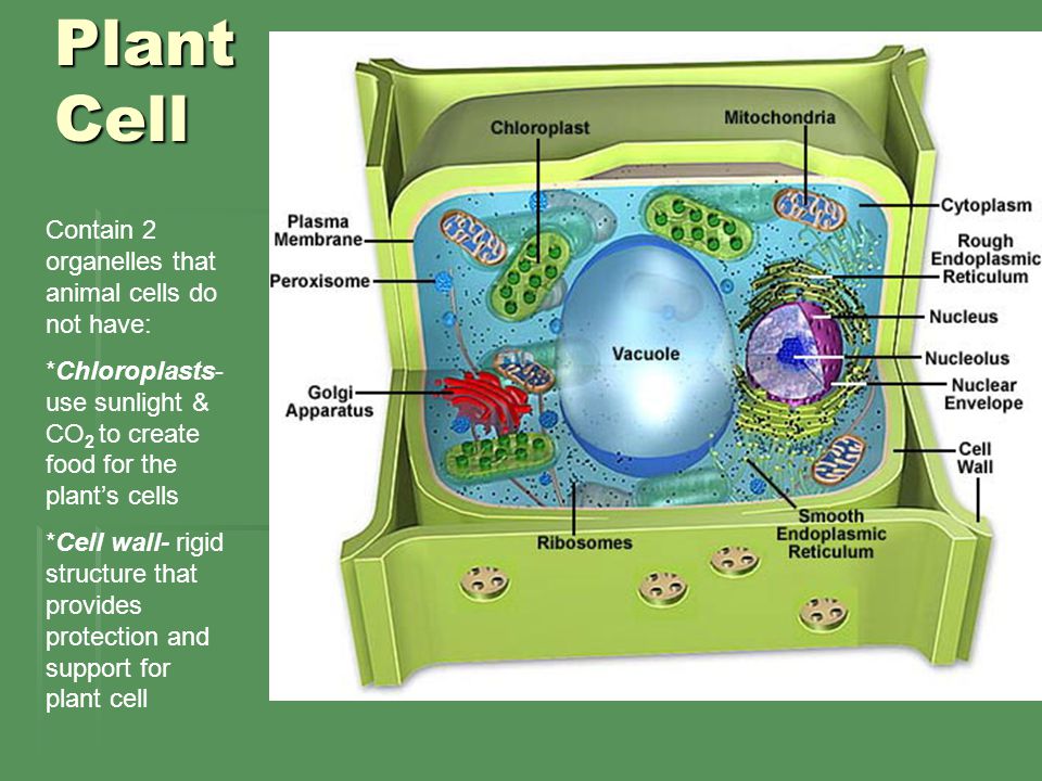 Contain plants. Plant Cell diagram. Клетка растения. Растительная клетка. Плазма клеток растений.