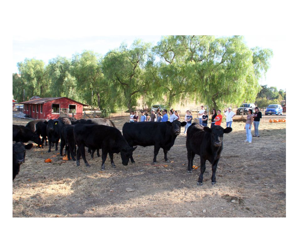 Veterinary practices that serve farms and ranches employ technicians to collect laboratory samples and administer vaccines for food animal species such as cattle, swine and sheep.