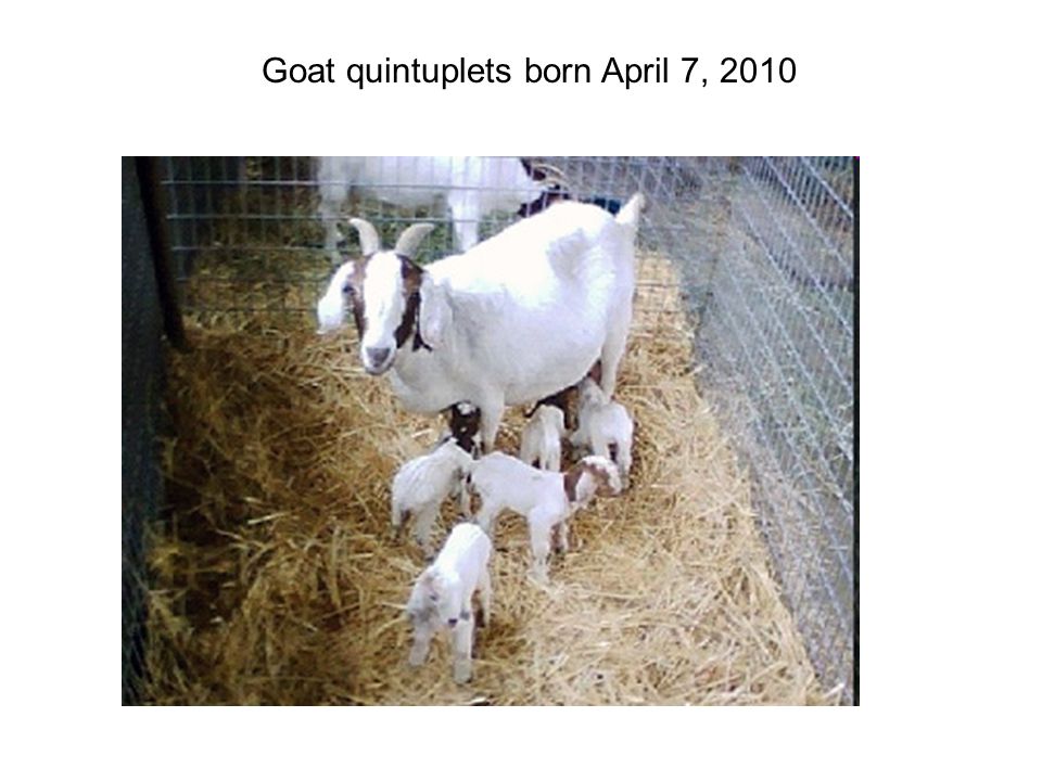 Goat quintuplets born April 7, 2010