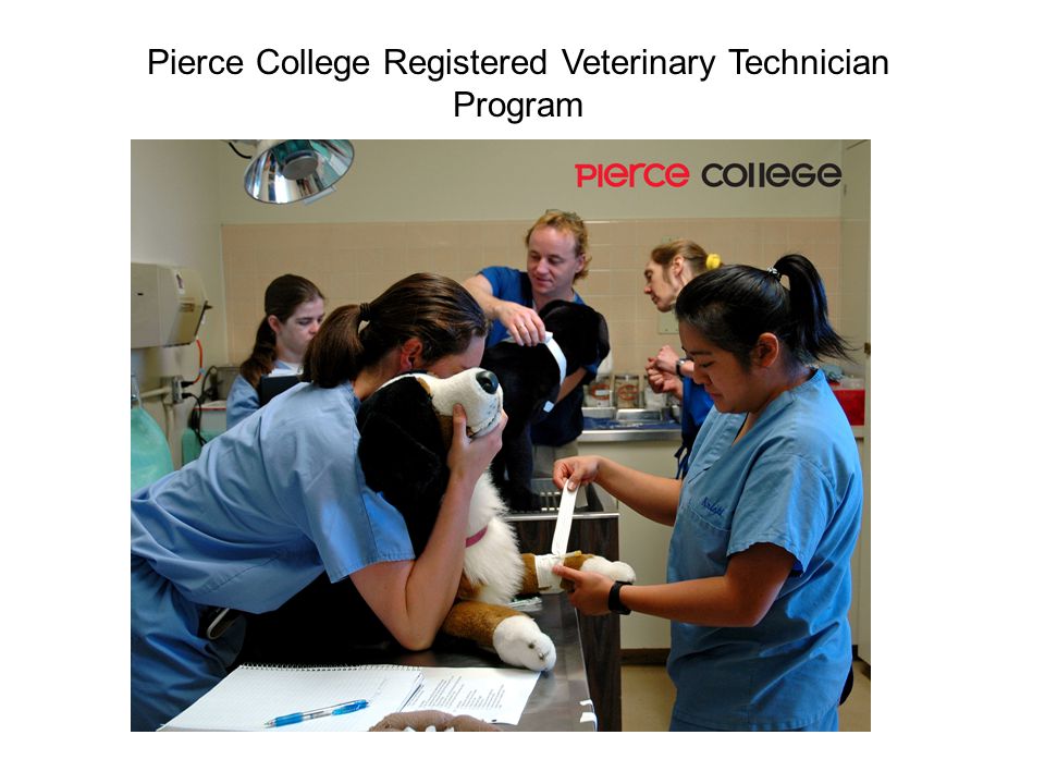 Pierce College Registered Veterinary Technician Program