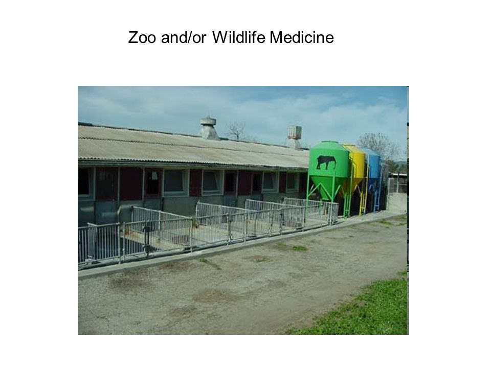 Zoo and/or Wildlife Medicine