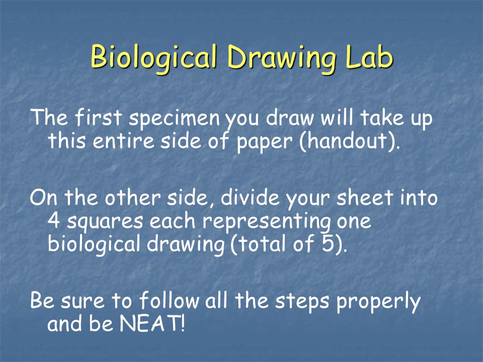 Biological Drawing Lab