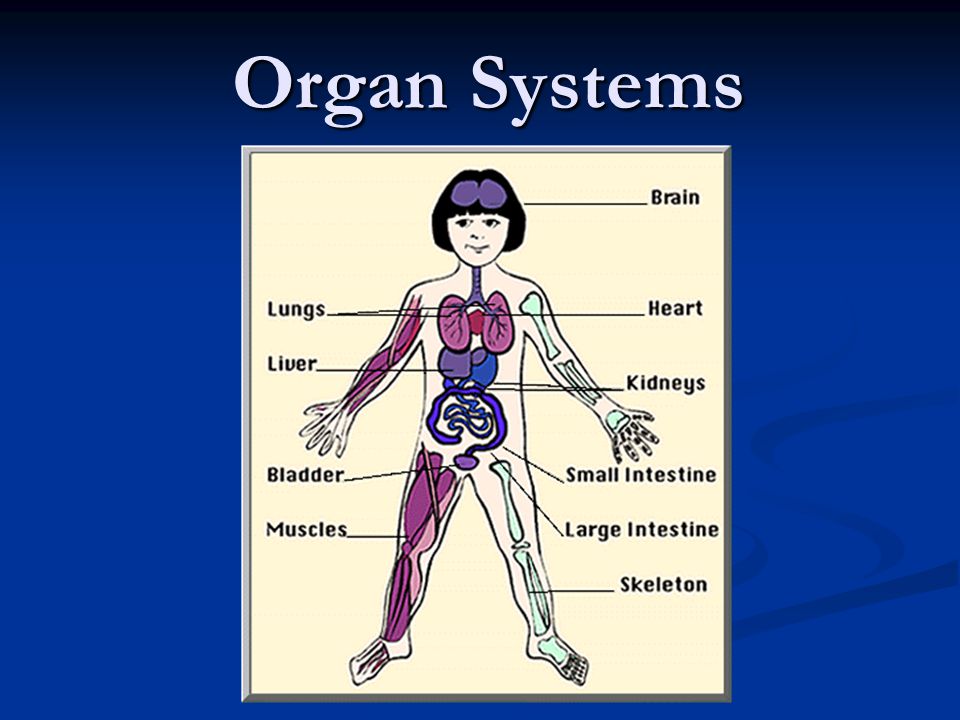 Органами органы занял. Organ Systems. Органы на английском. Системы органов на английском.