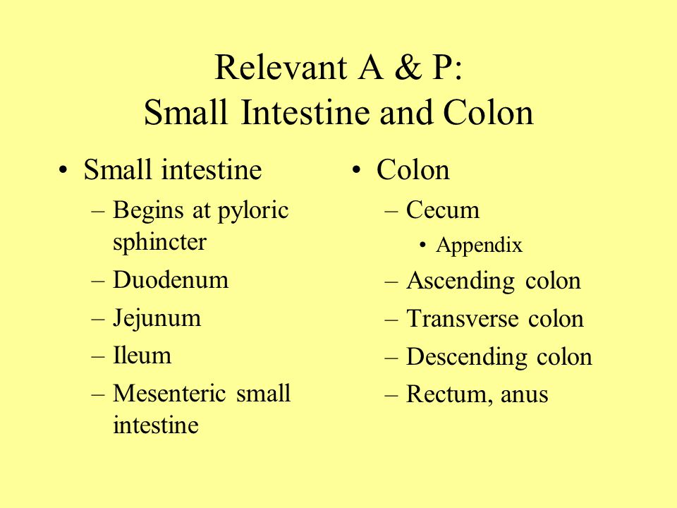 Relevant A & P: Small Intestine and Colon