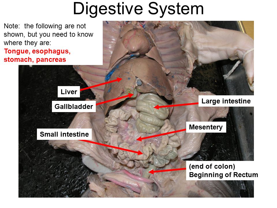 Pig Dissection Day 1 I Need To Set Up For About 20 Minutes Please Review Respiratory And Or Digestive Models During This Time Pay Attention To Where Ppt Video Online Download