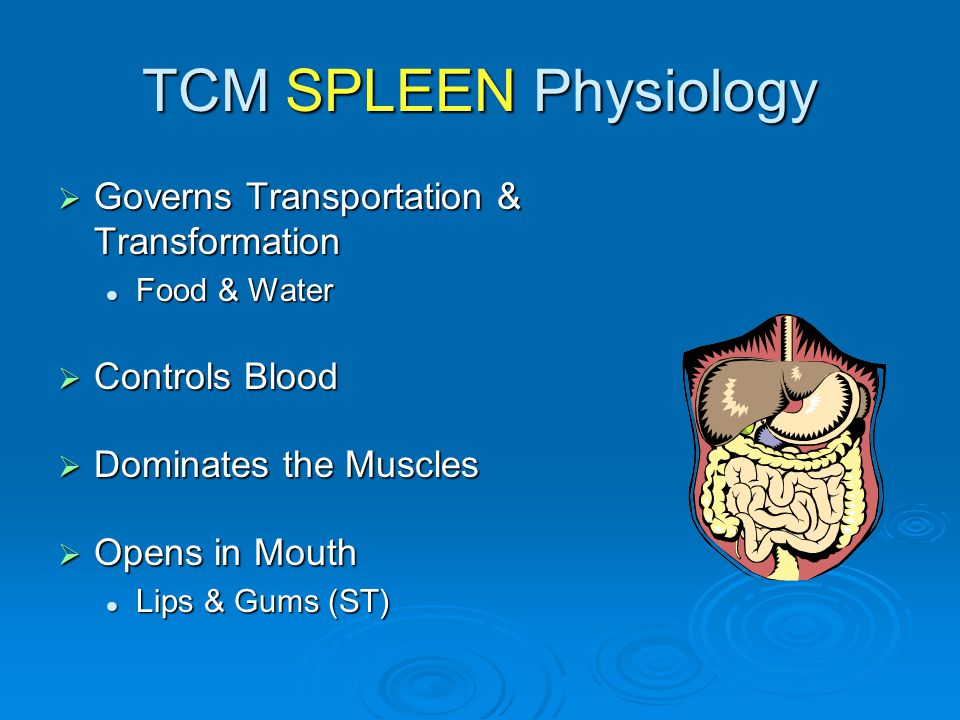 TCM SPLEEN Physiology Governs Transportation & Transformation