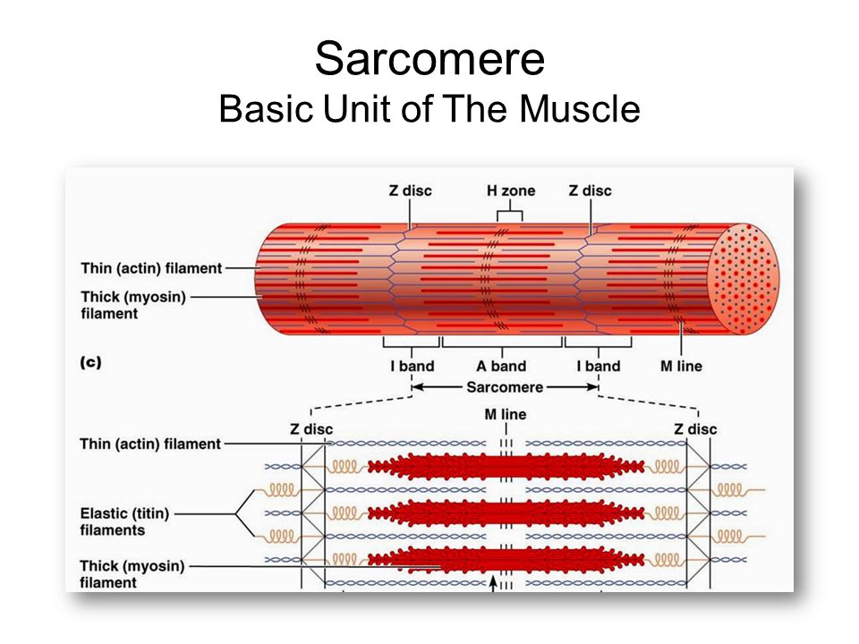 Sarcomere Basic Unit of The Muscle.
