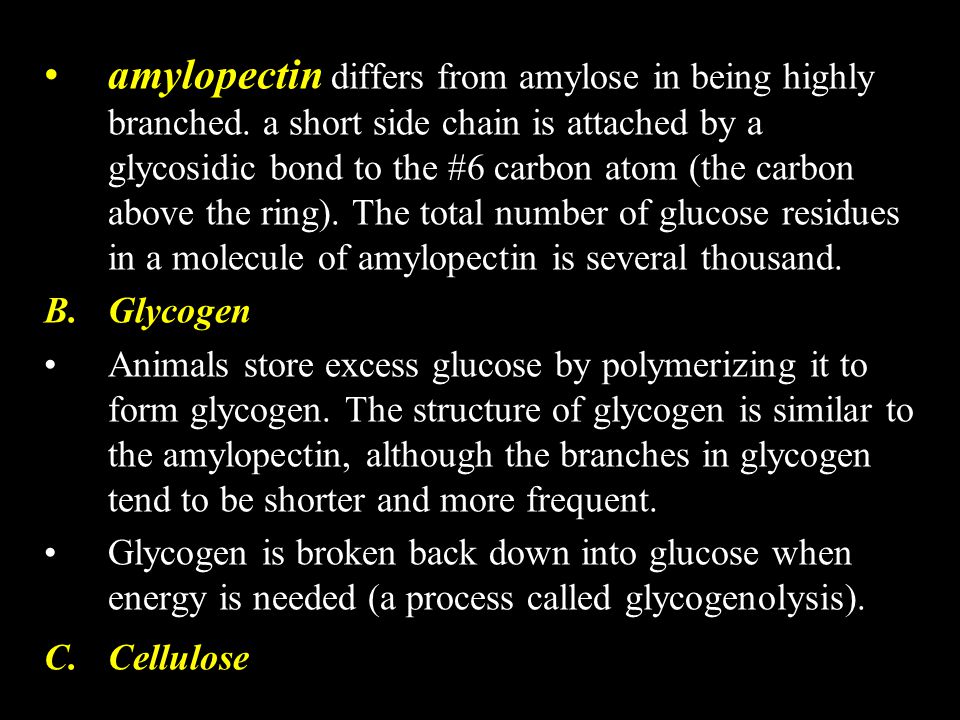 amylopectin differs from amylose in being highly branched