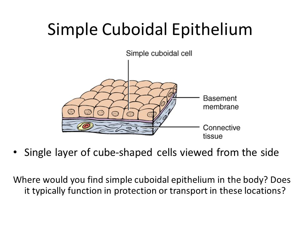 Simple squamous epithelium labeled diagram
