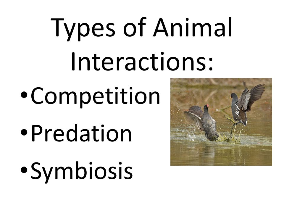 Types of Animal Interactions: