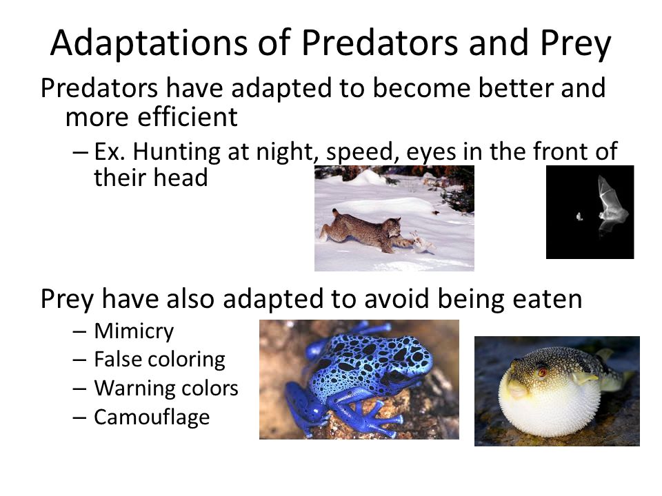 Adaptations of Predators and Prey