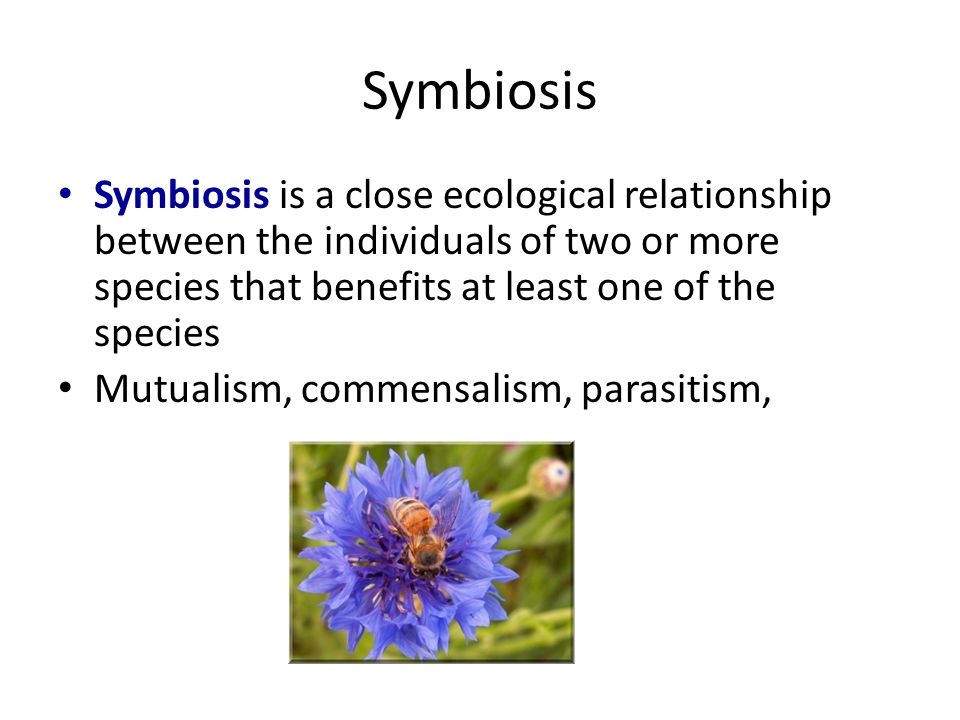Symbiosis Symbiosis is a close ecological relationship between the individuals of two or more species that benefits at least one of the species.