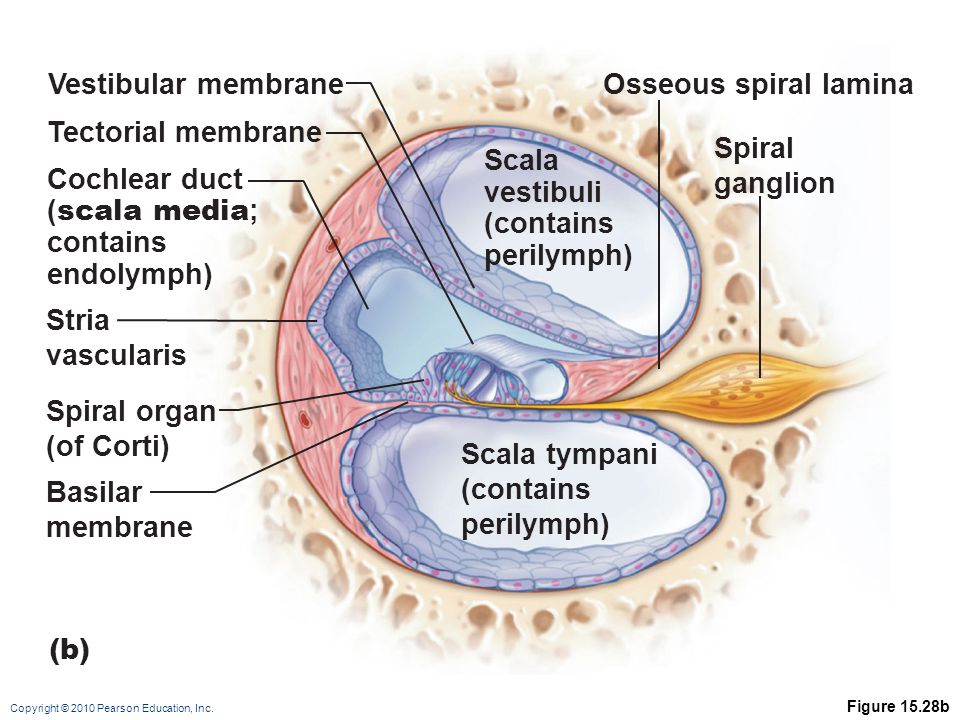 Vestibular membrane Osseous spiral lamina Tectorial membrane Spiral