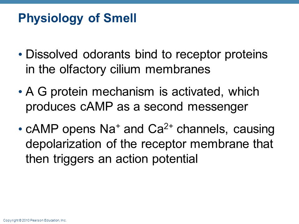 Physiology of Smell Dissolved odorants bind to receptor proteins in the olfactory cilium membranes.