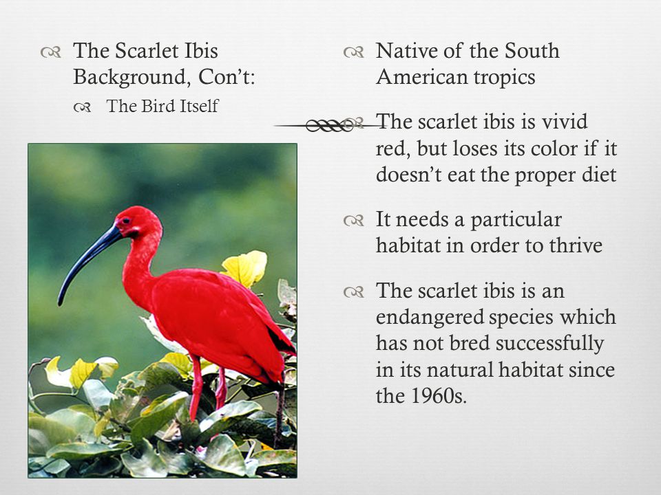 The Scarlet Ibis Background, Con’t: