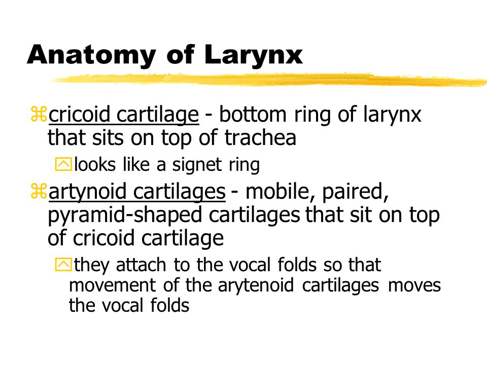 Test 2-6 Larynx & Trachea Flashcards | Quizlet
