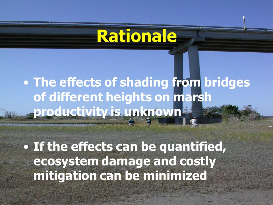 Rationale The effects of shading from bridges of different heights on marsh productivity is unknown.