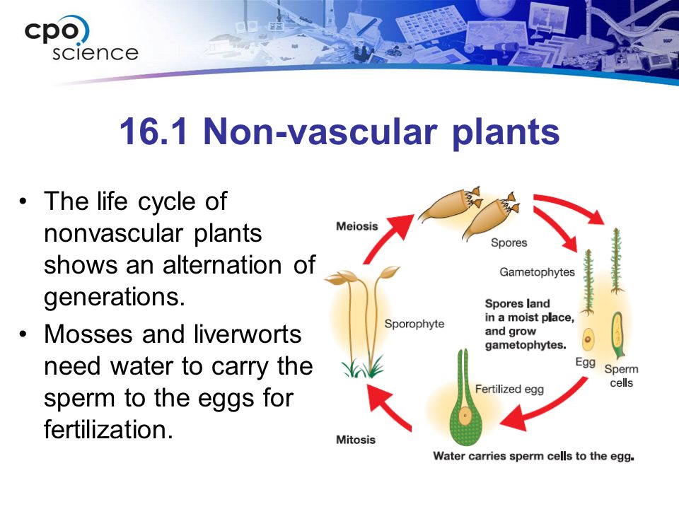 structure and function in living things