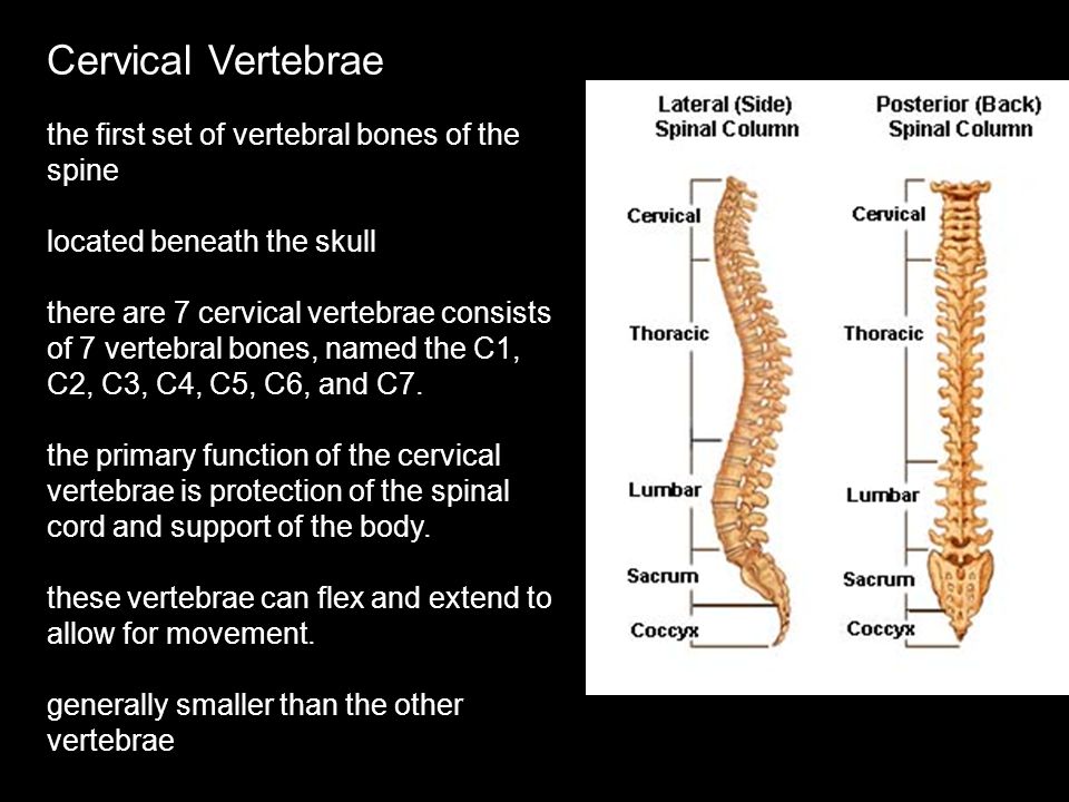Cervical Vertebrae the first set of vertebral bones of the spine