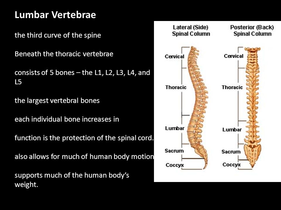 Lumbar Vertebrae the third curve of the spine