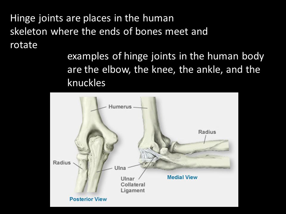Hinge joints are places in the human skeleton where the ends of bones meet and rotate