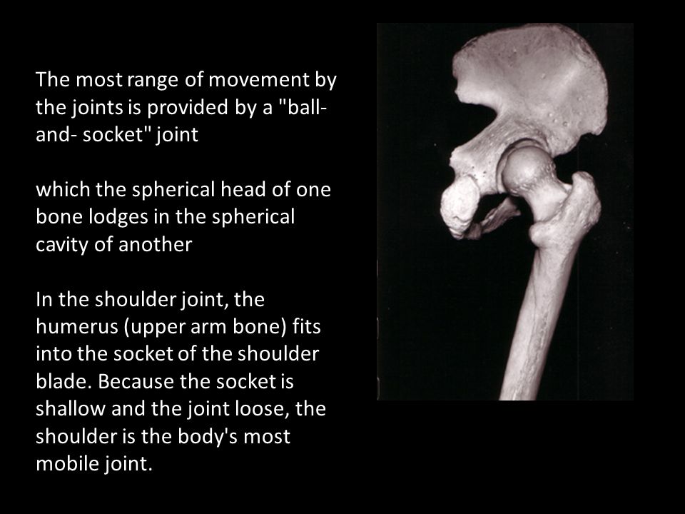 The most range of movement by the joints is provided by a ball-and- socket joint