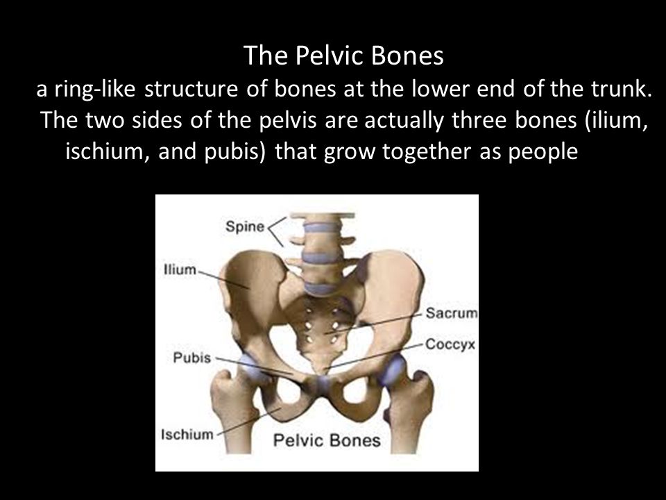 The Pelvic Bones